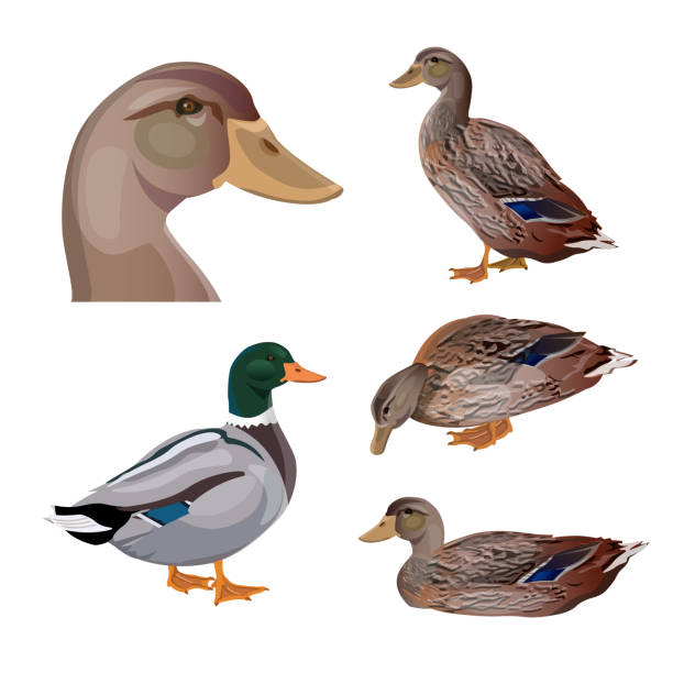 ilustrações de stock, clip art, desenhos animados e ícones de set of vector ducks - wildfowl