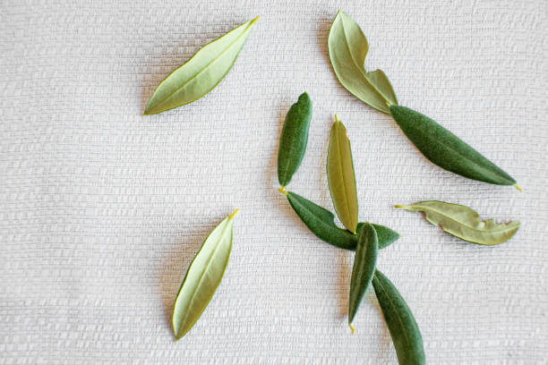 istock Olive Tree Leaves at Wedding Symbolising Fertility 1136037909
