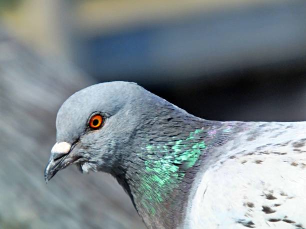 istock Rock Pigeon (Columba livia) headshot and close-up 1136038046