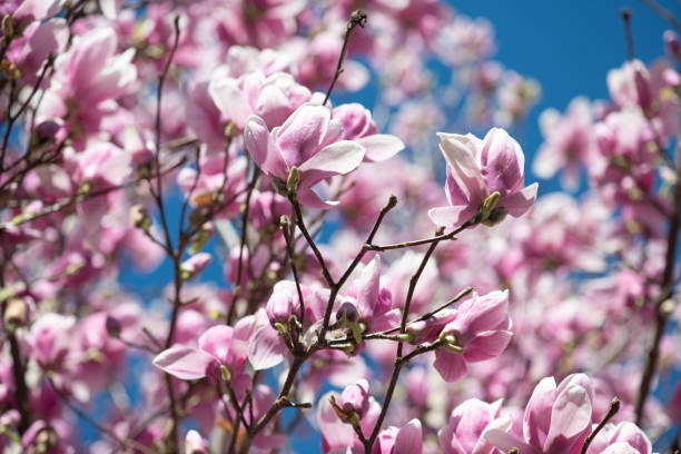 istock Magnolia flowers on clear blue sky 1136038787