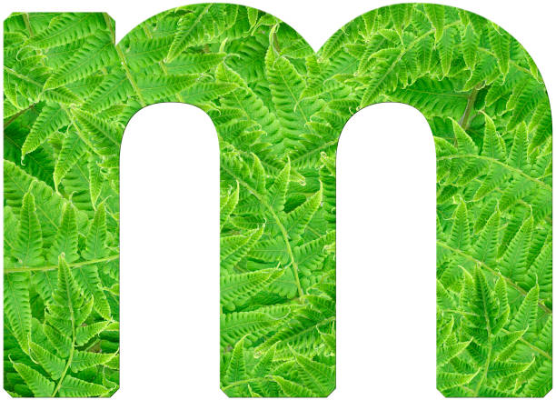 letter m with texture of fern leaves - letter m alphabet color image flower imagens e fotografias de stock