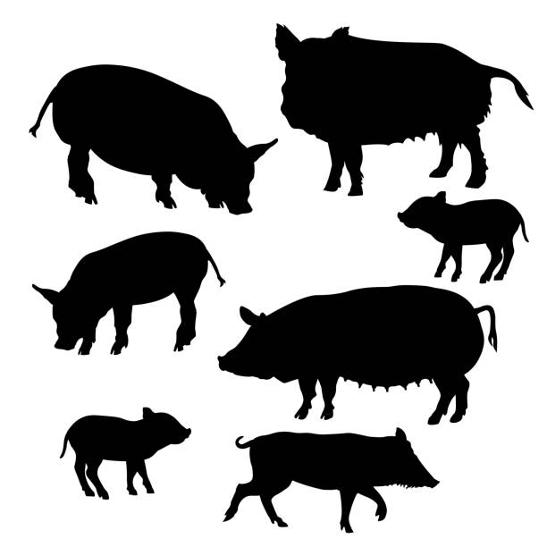 Set of pigs and piglets Set of pigs and piglets silhouettes. Vector illustration isolated on white background sow pig stock illustrations