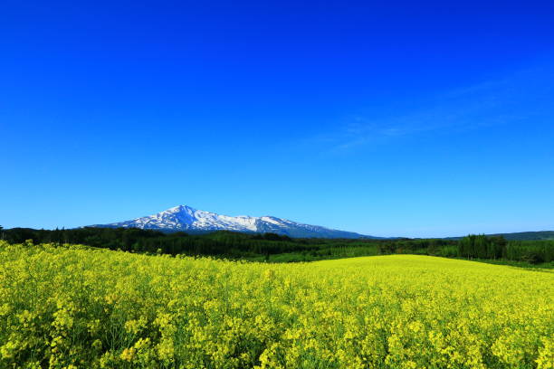 istock Mt. Chokai and rape blossoms 1136040753