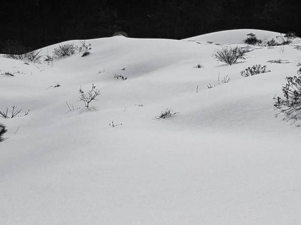 istock Snowy Hilltop, Small Trees, Dark Forest in Back - Image 1136041567