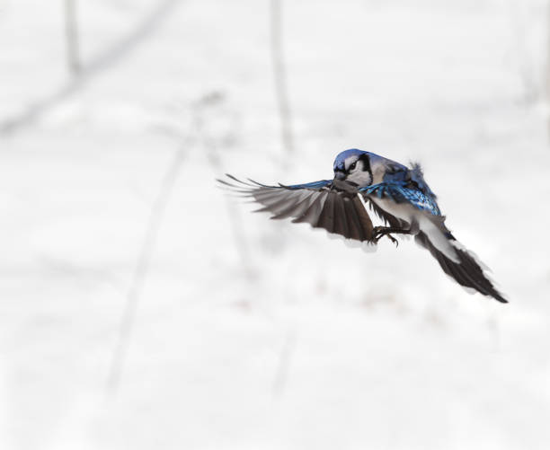 istock Blue Jay flying in the air 1136041871