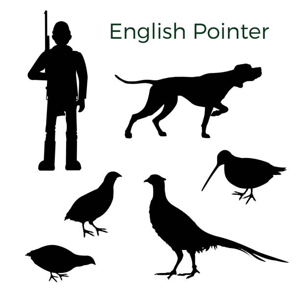 Feathered game hunting set Set of vector silhouettes with English pointer and feathered game hunting. Vector illustration isolated on white background dog pointing stock illustrations