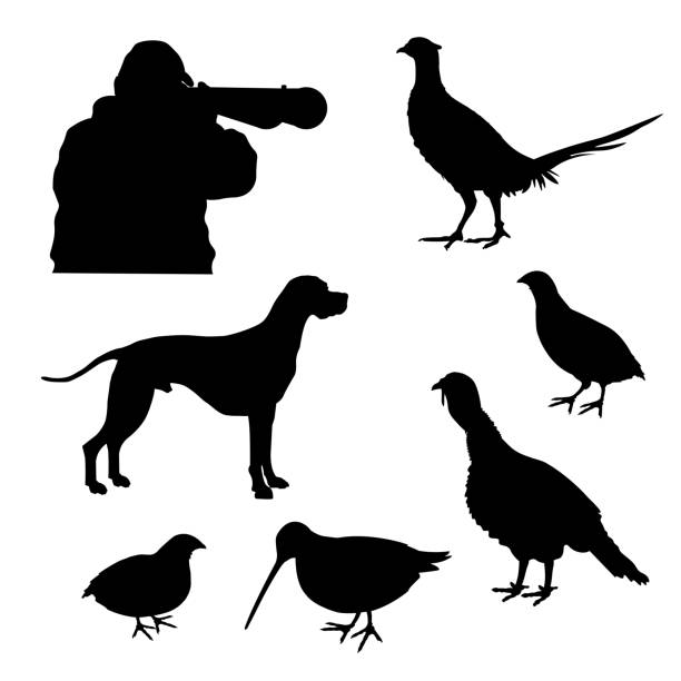 Hunting set vector Set of vector hunting silhouettes with English pointer, hunter and game-bird: wild turkey, pheasant, quail, woodcock dog pointing stock illustrations