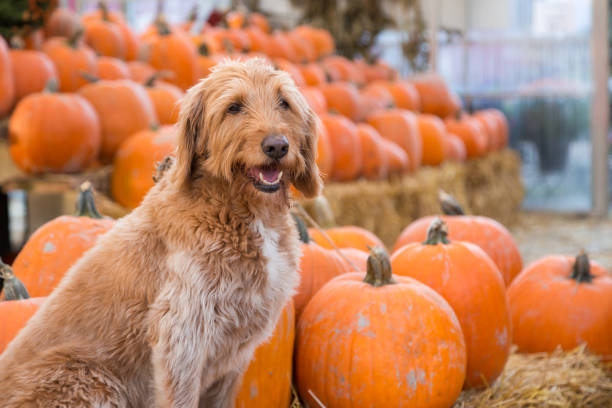 cute golden labradoodle dog sitting in front of a bunch of pumpkins on a farm. - pumpkin patch imagens e fotografias de stock