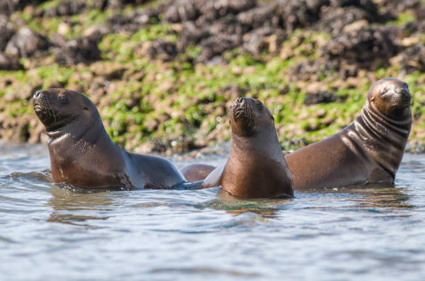 istock Mother and baby sea lion 1136044901