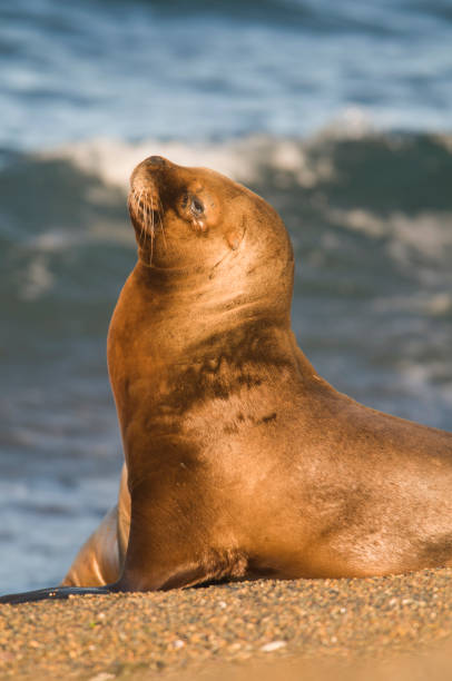 istock Sea Lion pup 1136044902