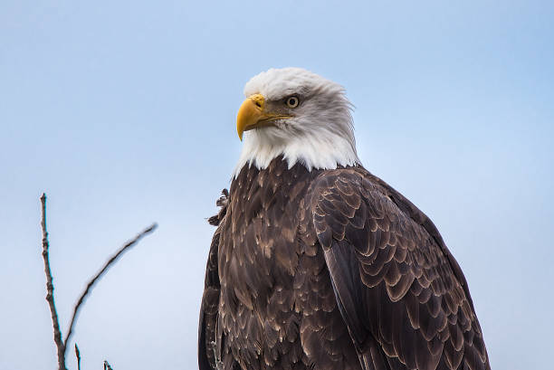 istock Bald Eagle Preserve Haines Alaska 1136045990