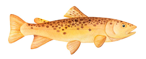 ilustrações, clipart, desenhos animados e ícones de ilustração da aguarela da truta de brown (trutta do salmo). um único peixe, natação vista lateral, horizontal. pintura handdrawn da cor de água no fundo branco, elemento do clipart do entalhe para a decoração do projeto. - speckled trout