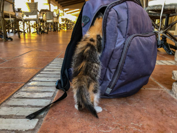 istock Curious young tortoiseshell kitten cat investigating inside a rucksack bag 1136047052