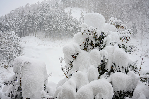 Big snow storm  on the mountain in Japan winter season