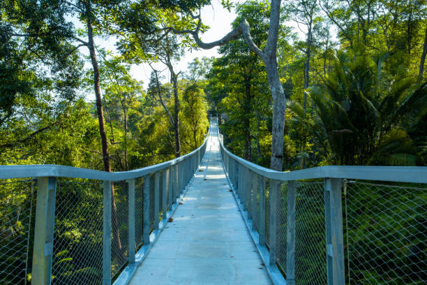 istock Skyline walkway to the forest 1136047901
