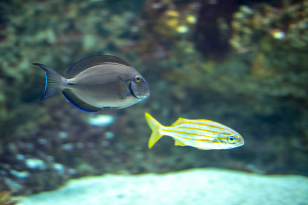 Blue surgeon fish (Acanthurus coeruleus) and smallmouth grunt (Haemulon chrysargyreum)