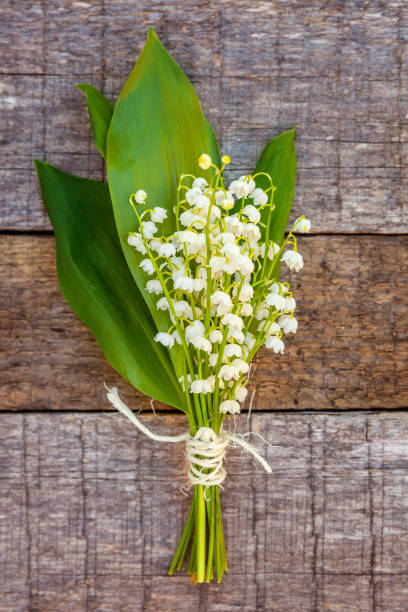 istock Lily of the valley or may-lily 1136049062