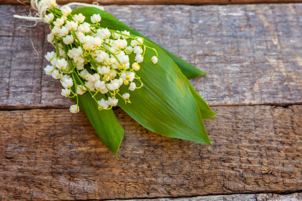 istock Lily of the valley or may-lily 1136049116