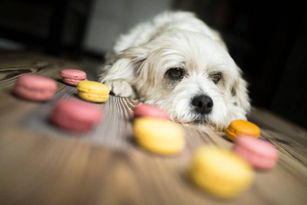 istock Shih Tzu portrait looking at macaroons snacks 1136049956