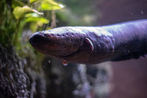 istock Close up of an electric eel 1136050190