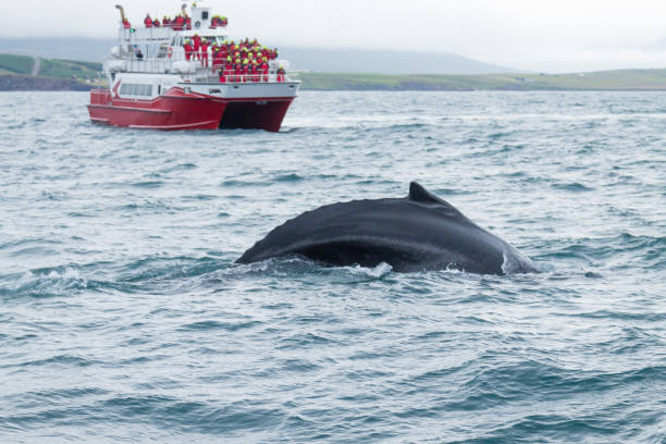 istock Whale watching from Akureyri, Iceland. Whale in nature 1136050301