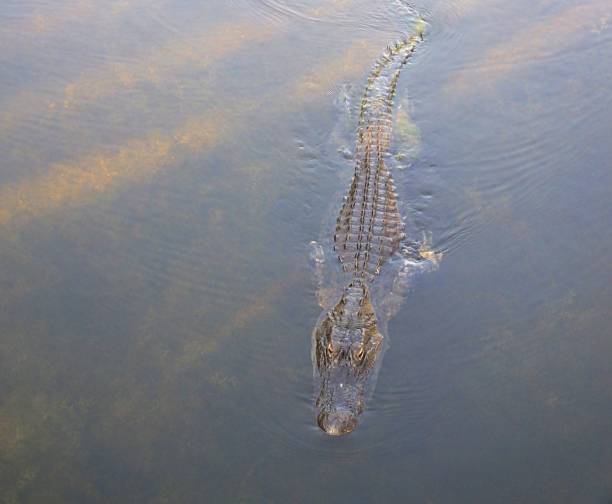 alligator d'amérique (alligator mississippiensis) nager dans les zones humides de la floride - directly above outdoors alligator florida photos et images de collection