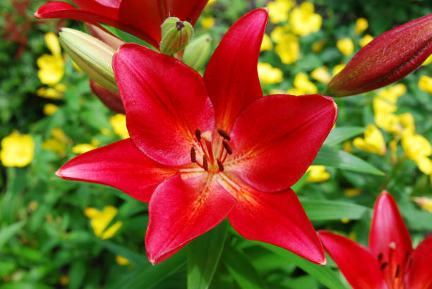 istock Beautiful red lily in the garden 1136051485