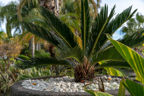 istock Potted palm in garden 1136052440