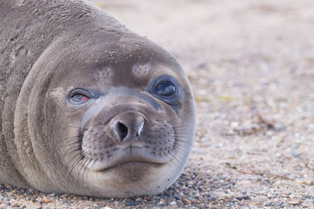 istock Elephant seal on beach close up, Patagonia, Argentina 1136052714