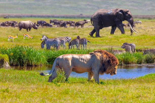 elefante e leone - parco nazionale del serengeti foto e immagini stock