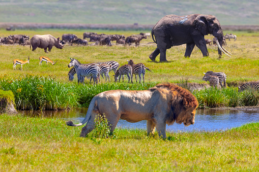 Rhino, Springboks, zebra, Elephant and lion in Serengeti National Park, Tanzania.