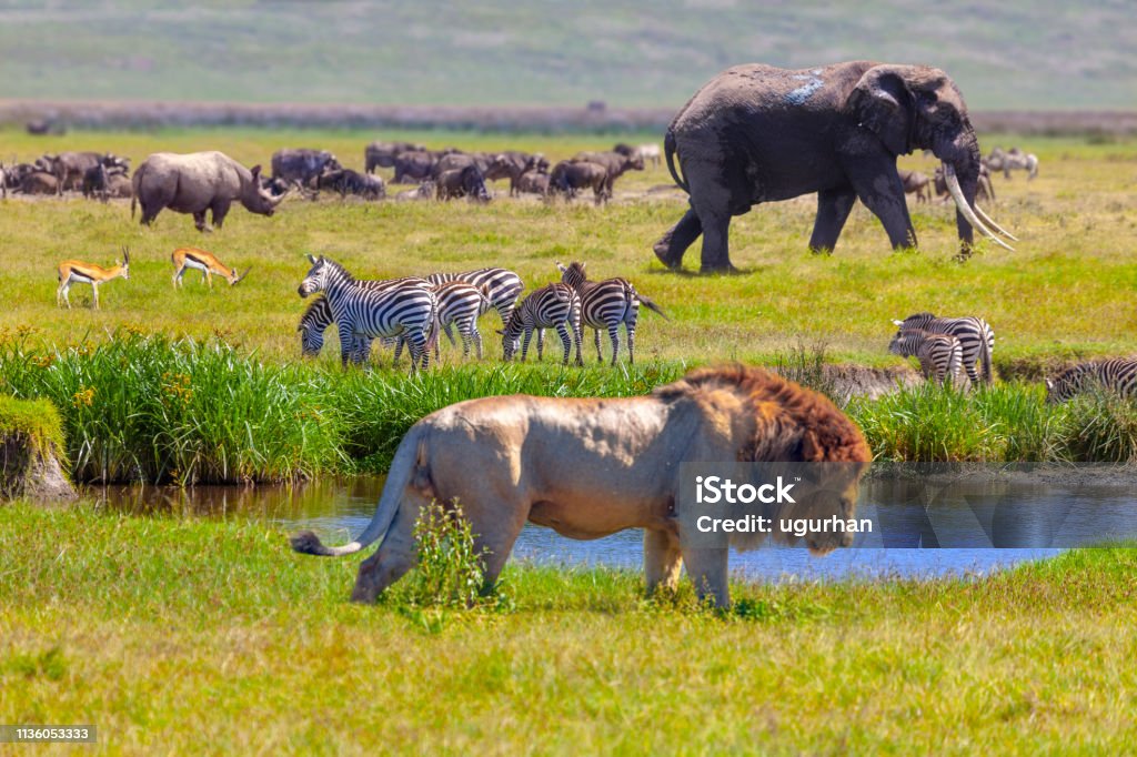 Elephant And Lion Stock Photo - Download Image Now - Animal, Biodiversity,  Lion - Feline - iStock
