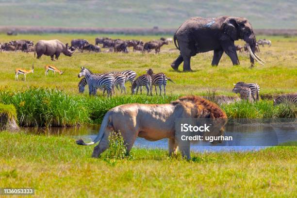 Elephant And Lion Stock Photo - Download Image Now - Animal, Africa, Biodiversity