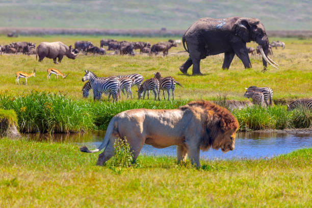 słoń i lew - african wildlife zdjęcia i obrazy z banku zdjęć