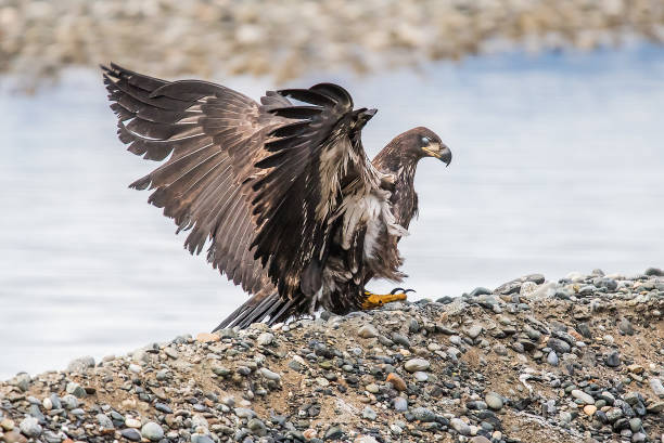 istock Bald Eagle Preserve Haines Alaska 1136053383