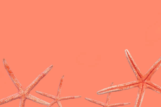 istock ackground with starfish in trendy color 1136053566