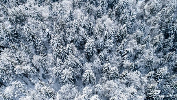 istock Top view of pine trees covered with snow 1136053611