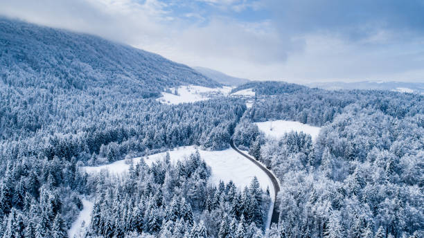 istock Road crossing Pine tree woodland 1136053614