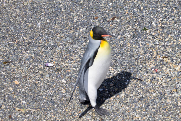 istock King penguin on Martillo island beach, Ushuaia 1136053676