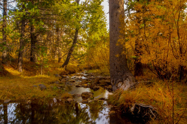 Autumn, with aspens and creek, Eldorado National Forest, California.Autumn, with aspens and creek, Eldorado National Forest, California.Autumn, with aspens and creek, Eldorado National Forest, California.