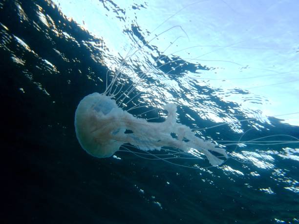 istock Jellyfish in the water column 1136056791