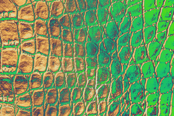 Crocodile Leather Abstract Dragon Dragon Dinosaur Snake Alligator Reptile Texture Ombre Green Brown Beige Background