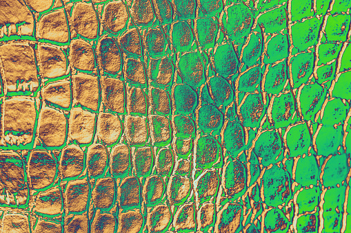 Crocodile Leather Abstract Texture Green Brown Beige Background Artificial Alligator Snake Reptile Skin Texture Ombre Gradient Color Multi Colored Template Toned Macro Photography