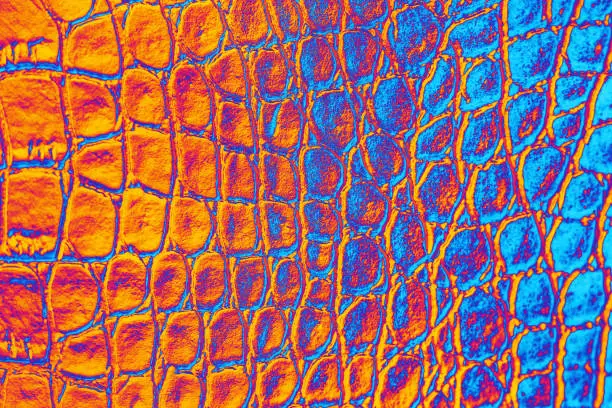 Photo of Colorful Crocodile Leather Abstract Dragon Dinosaur Snake Alligator Reptile Texture Ombre Orange Purple Blue Background