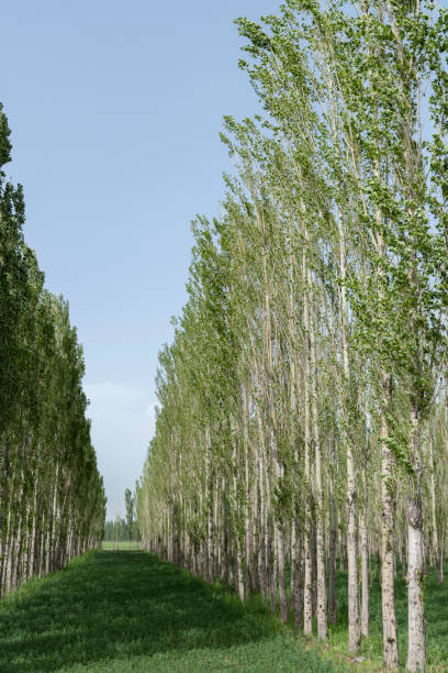 istock A rendering of a line of trees 1136059079