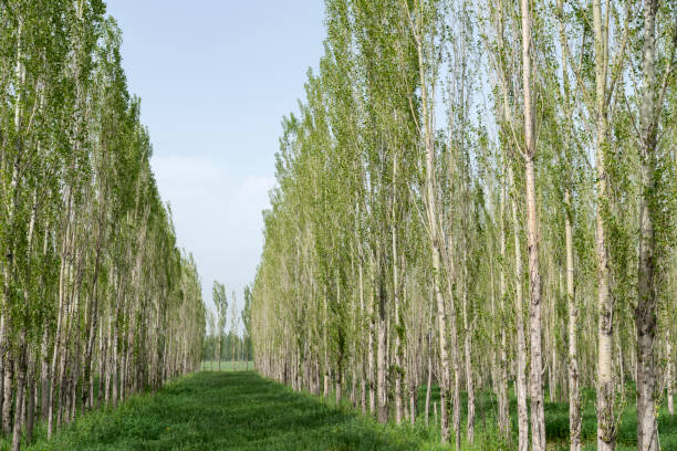 A rendering of a line of green trees