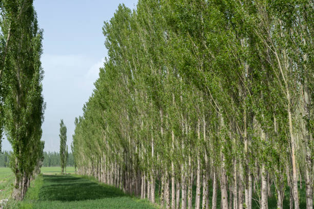 A rendering of a line of green trees