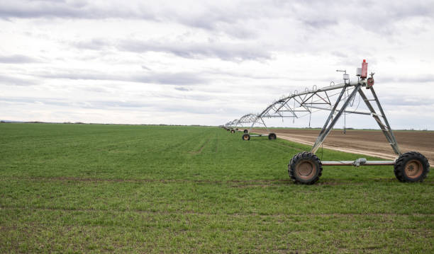 istock Automated modern irrigation sprinkler system lies ready and waiting 1136059235