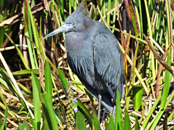 istock Little Blue Heron (Egretta caerulea) in the Florida wetlands 1136060012