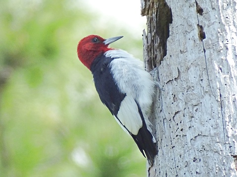 Male pileated woodpecker (Dryocopus pileatus) in spring on a sugar maple tree trunk, looking at camera, surrounded by ferns and other greenery. Males can be distinguished from females by their fully red crest and red stripe, or mustache, behind the bill. \